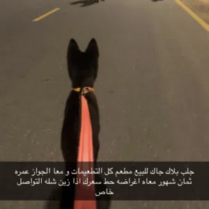 بلاك  جاك بيور موجود جوازه و مطعم و موجوده كل اغراضه  حط سعرك اذا زين شله