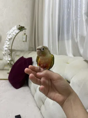 ببغاء باينبل كنيور حجم متوسط للبيع مطلوب فيه 680مع قفص