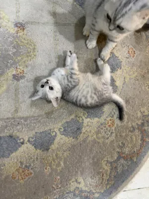 للبيع قط ذكر اسكوتش فولد سترينت. صحه ممتازه