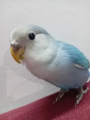‏طيور‏0