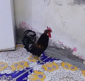 متاح ديج كويتي فركه الكحالي