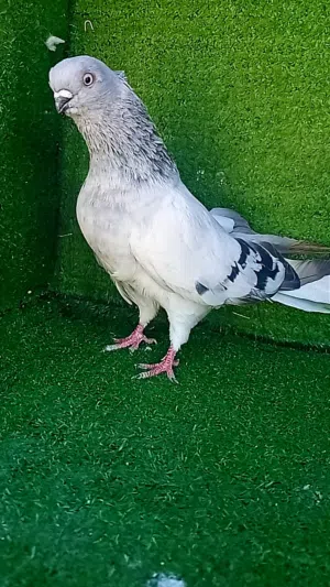بسم الله ماشاء الله