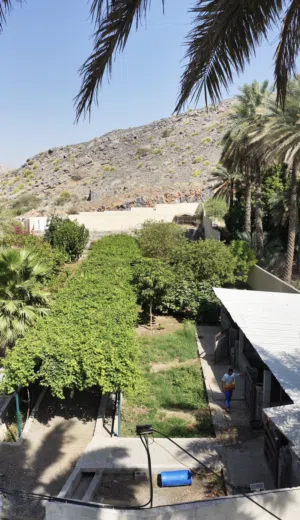 Farm Land for Sale in Al Dakhiliya Nizwa