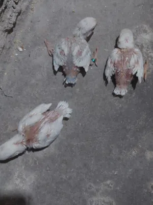 فراخ كوكتيل وفراخ روز طفرات مميزة للزق اليدوي أقر التفاصيل/جرين شيك اليف جوز فحل طيرة فرخ هدد