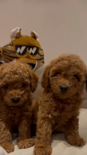 Toy poodle