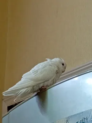 كوكتيل البينو عيونه حمرا اليف و بدون عض يصلح للاطفال