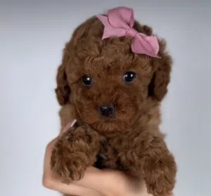 poodle saberi