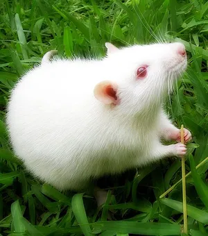 Hamsters2