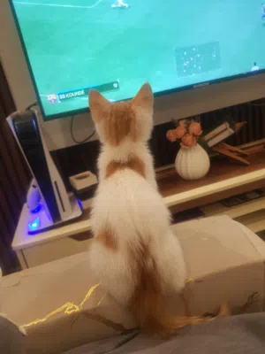 بزونتين ذكر صغار عمرهم ثلاث اشهر