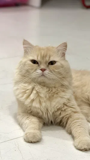 Cat for adoption