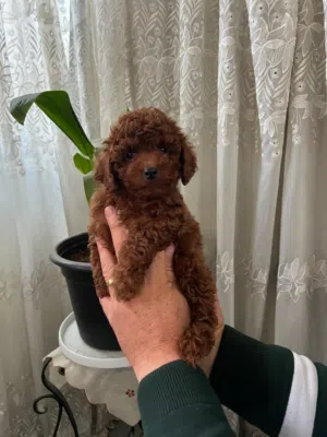 PURE PREMIUM TOY POODLE BABY