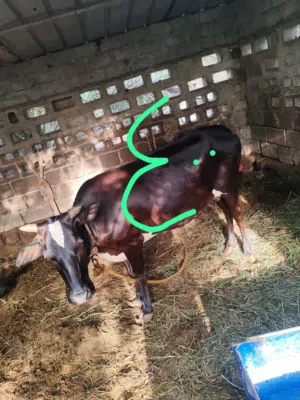 للبيع ابقار
