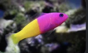 Bi color blenny for sale سمكة بحري