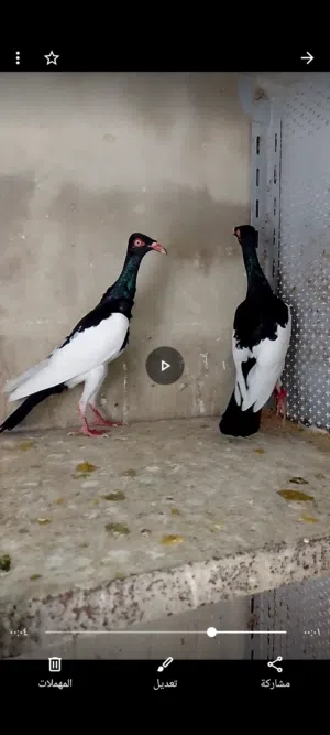 حمام نخب للبيع