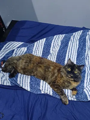 Rescue Cat for adoption للتبني  (Spayed  and Vaccinated)