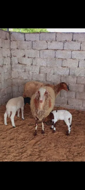 زوز نعجات والدات تحتهم زوز خرفان عمرهم شهر