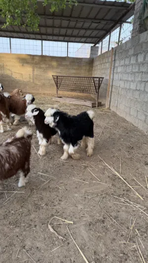 جدايه رضعان سمان فول يوجد خدمه ذبح و توصيل حسب الاتفاق جدايه سمان فول ونظاف الموقع بركاء خلف التنين