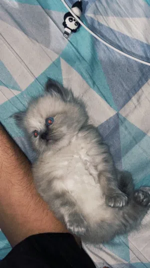 متوفر هملايا شهرين