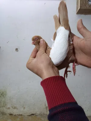 بسم الله ماشاء الله حبات نخب موجودات في طبربور