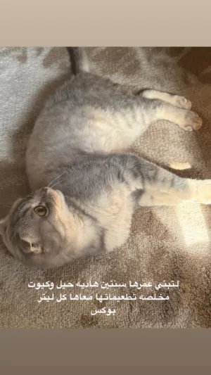 قطه سكوتش فولد