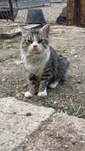 قط شيرازي ذكر