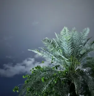 اسامه عبدالله 