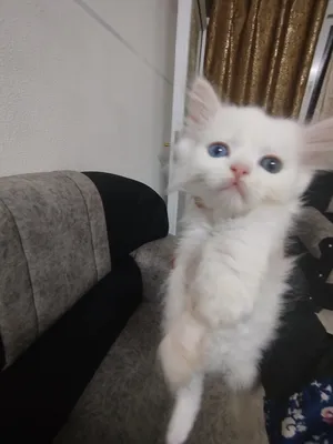 Persian4