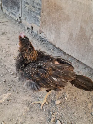 سلام عليكم دجاج عرب الزوج 25 بي مجال