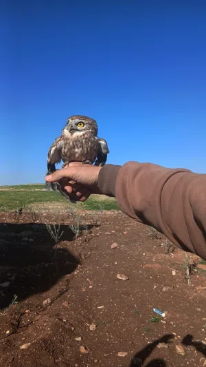 بوم قزم للبيع