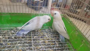 انتاج بركديلو بايد