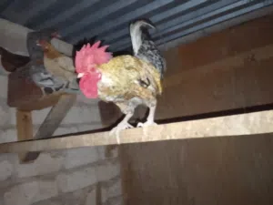 6دجاجات عربيات كلهم يدحو 2استراليات يدحو ربي يبارك أقرا الوصف