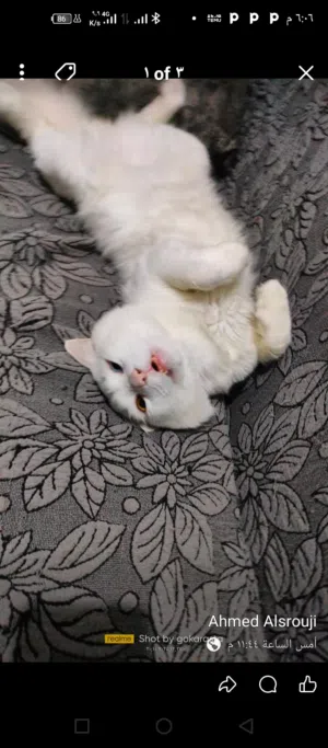 قط للتبني عين وعين