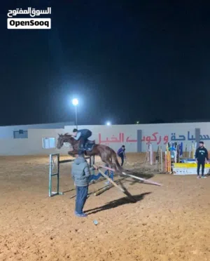 فرس قفز حواجز