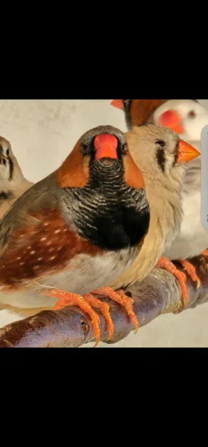 زيبرا حجم فوق المتوسط