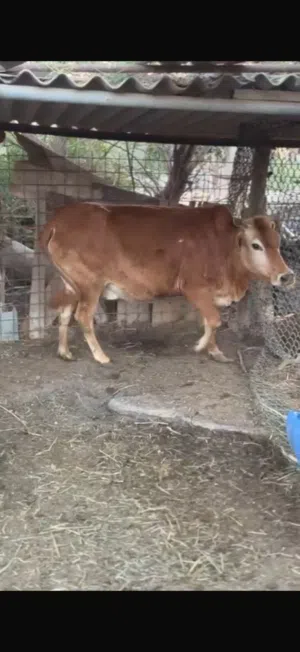 بقره فول فول سمنه