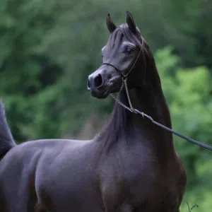 جواد الطلاع 