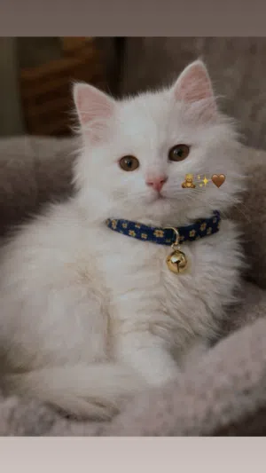 قطة شانشيلا مكس – عمر 3 أشهر