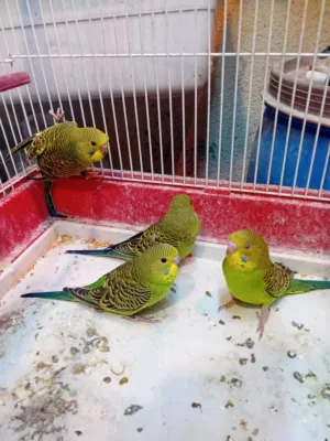 طيور حب للبيع