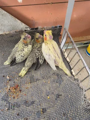 افراخ كوكتيل اليفات وجاهزات لزق