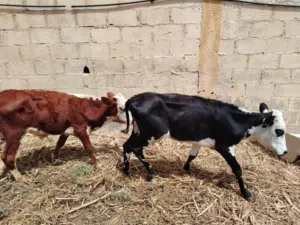 عجل وعجلة ظفاريات