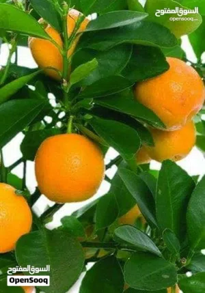 خدمات الحدائق المنزليه والأراضي الزراعيه، تشكيل وتقليم وقص جميع الأشجار و تعشيب الحدائق بخبرة