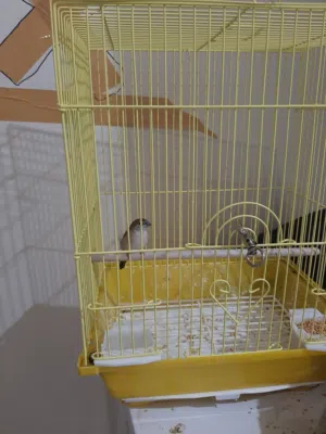 طير نوع  زيبرا