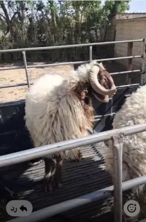 نعيمي محلي الكويت التواصل واتس اب فقط