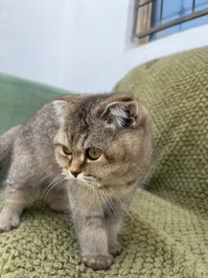 قطه سكوتش فولد صغيره اليفه