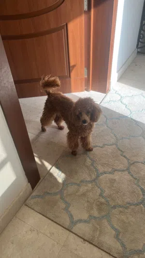 للبيع – توي بودل ذكر مميز مع كامل ملحقاته For Sale – Premium Male Toy Poodle