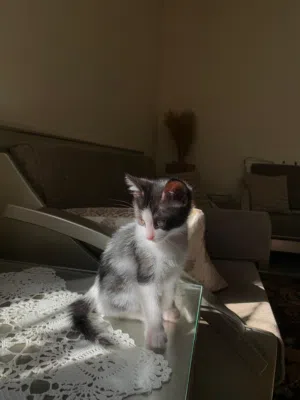 قطط للتبني