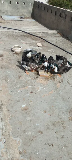 بط عماني عمر 4 إلى 5 شهور