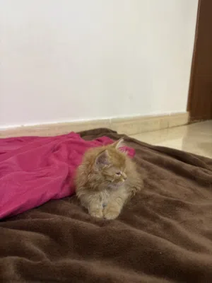 قط شيرازي بعمر يومين لي البيع