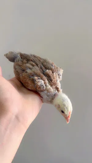 زوج دندراوي