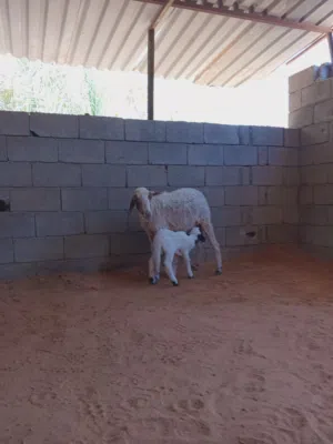 نعجة والده خروف والسن كبيرة